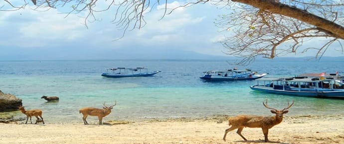 pulau manjangan