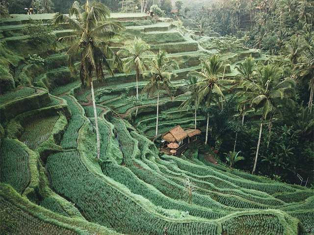 Paket Tour Ubud Tanah Lot